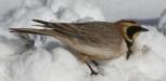 [Horned Lark]