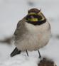 [Horned Lark]