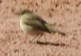 [Iberian Chiffchaff]