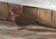 [Laughing Dove]