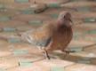 [Laughing Dove]