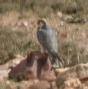 [Lanner Falcon]