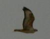 [Lanner Falcon]