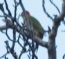 [levaillant's Woodpecker]