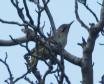 [levaillant's Woodpecker]