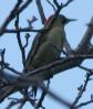 [levaillant's Woodpecker]