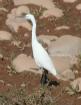 [Little Egret]