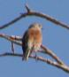 [Linnet]