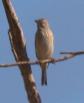 [Linnet]