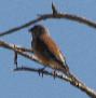 [Linnet]