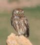 [Little Owl]