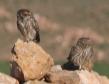 [Little Owl]