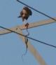 [Long-legged Buzzard]