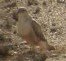 [Long-legged Buzzard]
