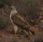 [Long-legged Buzzard]