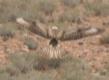 [Long-legged Buzzard]