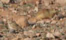 [Lesser short-toed Lark]
