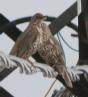 [Mistle Thrush]