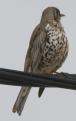 [Mistle Thrush]