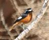 [Moussier's Redstart]
