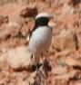 [Mourning Wheatear]