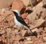 [Mourning Wheatear]