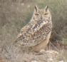 [pharoah Eagle-Owl]