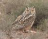 [pharoah Eagle-Owl]