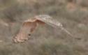 [pharoah Eagle-Owl]