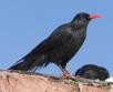 [Red-billed Chough]