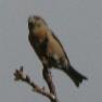 [Red Crossbill]