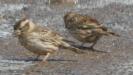 [Rock Sparrow]