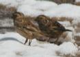 [Rock Sparrow]