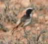 [Red-rumped Wheatear]