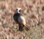 [Red-rumped Wheatear]