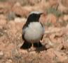 [Red-rumped Wheatear]