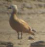 [Ruddy Shelduck]