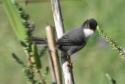 [Sardinian Warbler]
