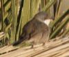 [Sardinian Warbler]