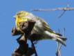[Serin]