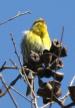 [Serin]
