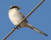 [Southern Grey Shrike]