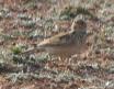 [Skylark]