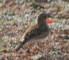 [Skylark]