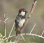 [Spanish Sparrow]