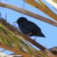 [Spotless Starling]