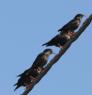 [Spotless Starling]