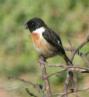 [Stonechat]