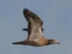 [Stone Curlew]