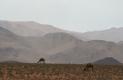 [camels]